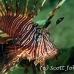 lionfish_common_muck_h_0705_png2267.jpg
